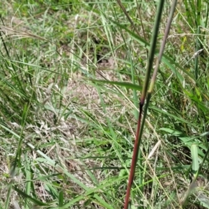 Bothriochloa macra at Fraser, ACT - 9 Jan 2024