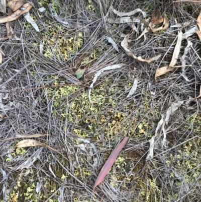 Cladia sp. (genus) at Garran, ACT - 9 Jan 2024 by ruthkerruish