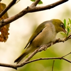 Zosterops lateralis at Woodstock Nature Reserve - 9 Jan 2024 10:31 AM