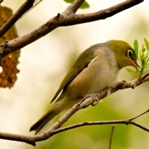 Zosterops lateralis at Woodstock Nature Reserve - 9 Jan 2024 10:31 AM