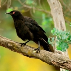 Corcorax melanorhamphos (White-winged Chough) at Strathnairn, ACT - 8 Jan 2024 by Thurstan