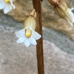 Gastrodia procera (Tall Potato Orchid) at Garran, ACT - 5 Dec 2023 by Tapirlord