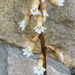 Gastrodia procera at Garran, ACT - suppressed