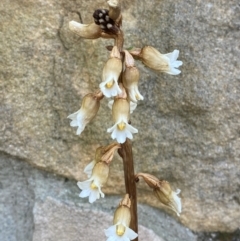 Gastrodia procera at Garran, ACT - suppressed