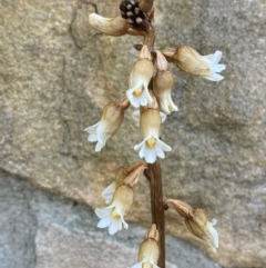 Gastrodia procera at Garran, ACT - suppressed