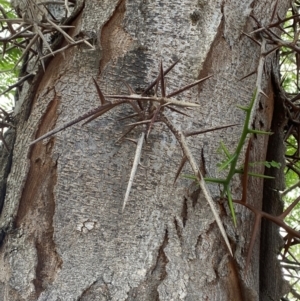 Gleditsia triacanthos at Garran, ACT - 5 Dec 2023 03:52 PM