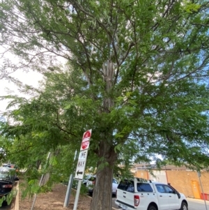 Gleditsia triacanthos at Garran, ACT - 5 Dec 2023 03:52 PM