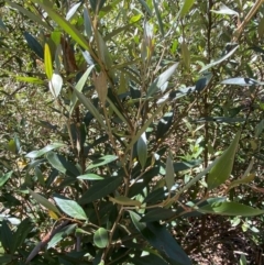 Grevillea victoriae at Namadgi National Park - 4 Dec 2023