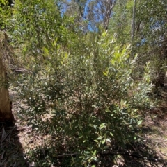 Grevillea victoriae at Namadgi National Park - 4 Dec 2023