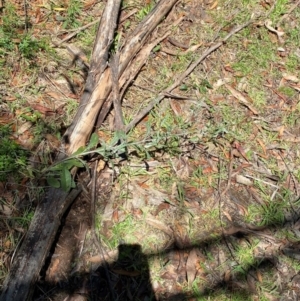 Senecio gunnii at Namadgi National Park - 4 Dec 2023