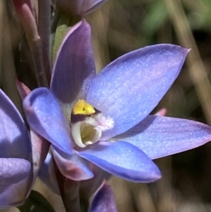 Thelymitra media at Namadgi National Park - suppressed