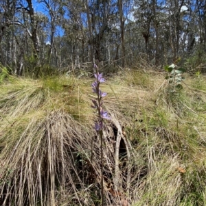 Thelymitra media at Namadgi National Park - suppressed