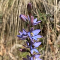 Thelymitra media at Namadgi National Park - suppressed