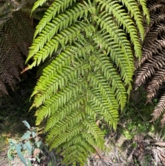 Dicksonia antarctica (Soft Treefern) at Namadgi National Park - 4 Dec 2023 by Tapirlord