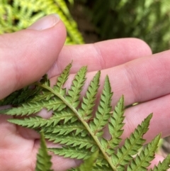 Dicksonia antarctica at Namadgi National Park - 4 Dec 2023