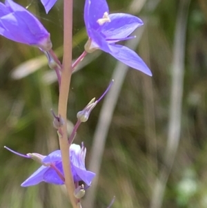 Veronica perfoliata at Namadgi National Park - 4 Dec 2023