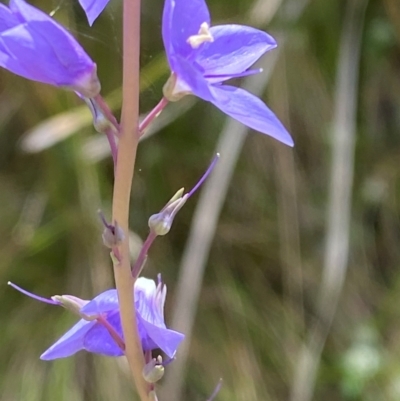 Veronica perfoliata (Digger's Speedwell) at Namadgi National Park - 4 Dec 2023 by Tapirlord