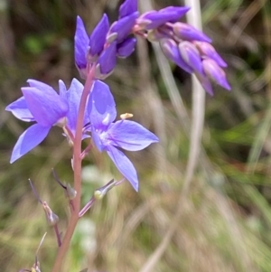 Veronica perfoliata at Namadgi National Park - 4 Dec 2023