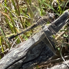 Orthetrum caledonicum (Blue Skimmer) at Aranda Bushland - 9 Jan 2024 by lbradley