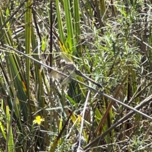 Orthetrum caledonicum at Aranda, ACT - 9 Jan 2024