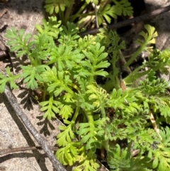 Leptinella filicula (Mountain Cotula) at Namadgi National Park - 4 Dec 2023 by Tapirlord