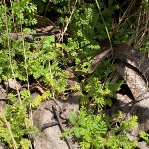 Leptinella filicula at Namadgi National Park - 4 Dec 2023