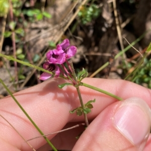 Tetratheca bauerifolia at Namadgi National Park - 4 Dec 2023