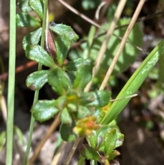 Tetratheca bauerifolia at Namadgi National Park - 4 Dec 2023 12:35 PM