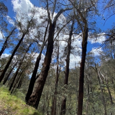 Eucalyptus delegatensis subsp. delegatensis (Alpine Ash) at Namadgi National Park - 4 Dec 2023 by Tapirlord
