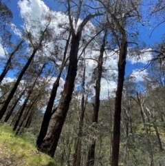 Eucalyptus delegatensis subsp. delegatensis at Namadgi National Park - 4 Dec 2023 12:35 PM