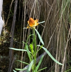 Xerochrysum bracteatum (Golden Everlasting) at Cotter River, ACT - 4 Dec 2023 by Tapirlord