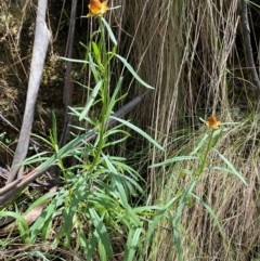 Xerochrysum bracteatum at Cotter River, ACT - 4 Dec 2023 12:35 PM