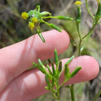 Senecio prenanthoides (Common Forest Fireweed) at Cotter River, ACT - 4 Dec 2023 by Tapirlord