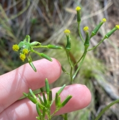 Senecio prenanthoides at Namadgi National Park - 4 Dec 2023