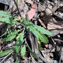 Senecio prenanthoides at Namadgi National Park - 4 Dec 2023 12:35 PM