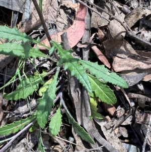 Senecio prenanthoides at Namadgi National Park - 4 Dec 2023