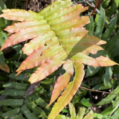 Blechnum wattsii (Hard Water Fern) at Namadgi National Park - 4 Dec 2023 by Tapirlord