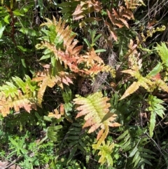 Blechnum wattsii at Namadgi National Park - 4 Dec 2023