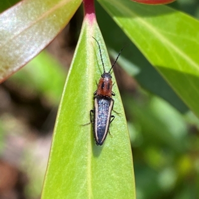 Elateridae sp. (family) (Unidentified click beetle) at Namadgi National Park - 4 Dec 2023 by Tapirlord