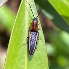 Elateridae sp. (family) at Namadgi National Park - 4 Dec 2023