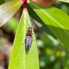 Elateridae sp. (family) at Namadgi National Park - 4 Dec 2023