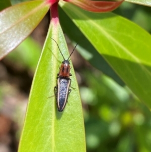 Elateridae sp. (family) at Namadgi National Park - 4 Dec 2023