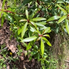 Tasmannia lanceolata (Mountain Pepper) at Namadgi National Park - 4 Dec 2023 by Tapirlord