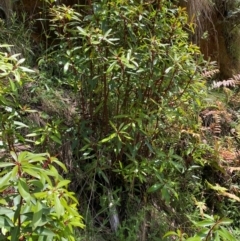 Tasmannia lanceolata at Namadgi National Park - 4 Dec 2023 12:34 PM