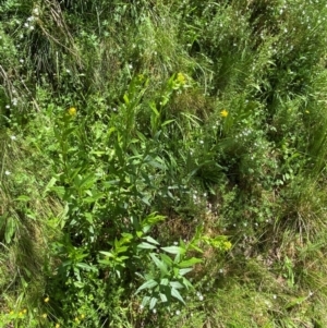 Senecio linearifolius var. latifolius at Namadgi National Park - 4 Dec 2023