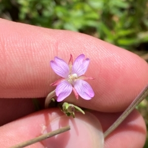 Epilobium billardiereanum subsp. hydrophilum at Namadgi National Park - 4 Dec 2023 12:11 PM