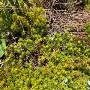 Acrotriche serrulata at Namadgi National Park - 4 Dec 2023