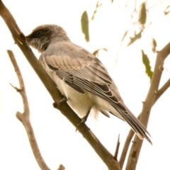 Coracina novaehollandiae (Black-faced Cuckooshrike) at Strathnairn, ACT - 8 Jan 2024 by Thurstan