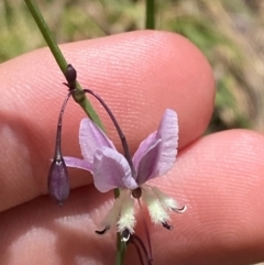 Arthropodium milleflorum (Vanilla Lily) at QPRC LGA - 4 Dec 2023 by Tapirlord