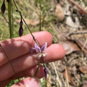 Arthropodium milleflorum at Namadgi National Park - 4 Dec 2023